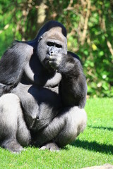 gorilla