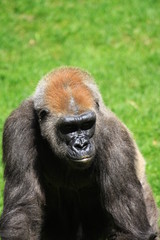gorilla