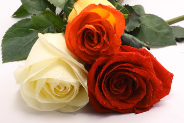 Fototapeta premium Three roses