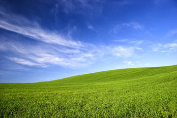 Fototapeta premium Spring field