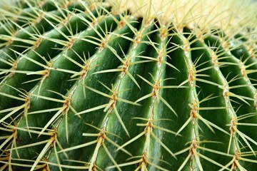 Golden Barrel Cactus, close-up