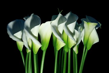 Arum lilies (Zantedeschia aethiopica) a.k.a. calla flowers