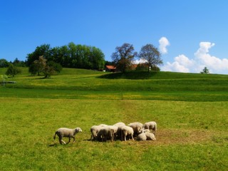 pastoral