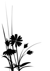 Silhouette of wild daisy flowers