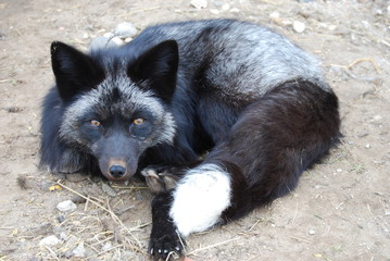 Sleeping black fox