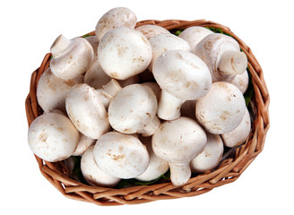 Mushroom champignon group