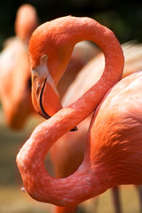red flamingo bird S-shaped neck japanese zoo