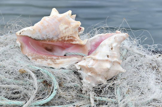 filet de p&ecirc;che