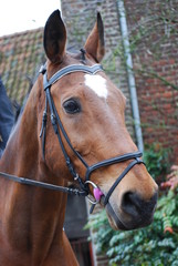 cheval