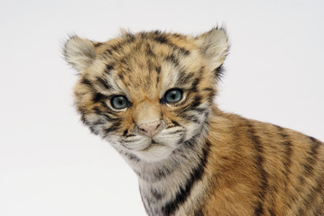 Tigerbaby, Portrait