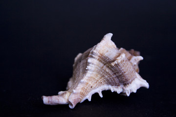 Obraz na płótnie Canvas seashell
