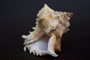 shell in front of black background