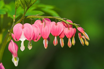 tränendes Herz, bleeding heart