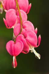 tränendes Herz, bleeding heart