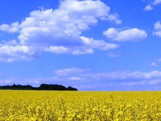 Rape field, Colza