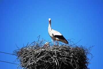 Fototapeta premium Stork looking