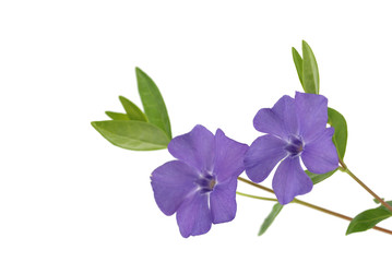Fototapeta na wymiar Purpurowy kwiat Barwinek na białym tle