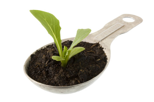 new plant of lettuce growing on a tablespoon