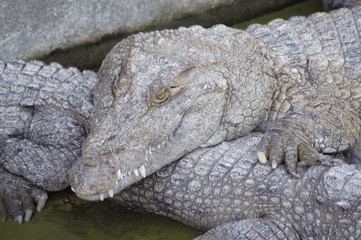 Seawater crocodile