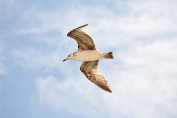 Seagull flight