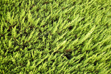 Thuja branches background (Arborvita fence)