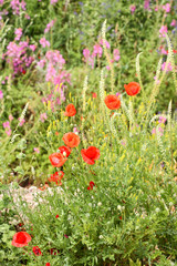 Summer meadow with red poppies