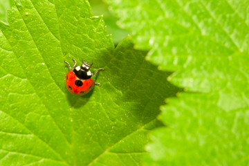 Red ladybug (Coccinella septempunctata) on green leaf