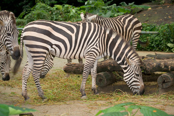 Fototapeta na wymiar Zebra in zoo eating