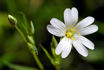 'snow in summer' small white wild flower