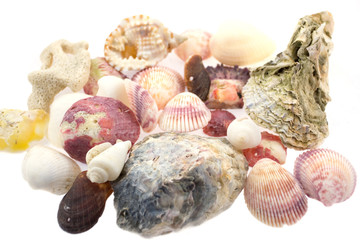 sea shells