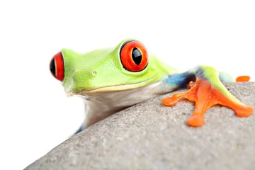 Photo sur Plexiglas Grenouille grenouille sur un rocher isolé