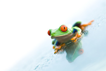 Naklejka premium frog on glass over white