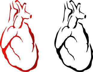 vector heart organ