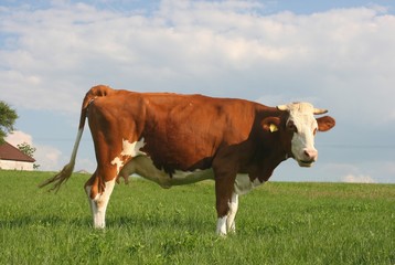 cow 13