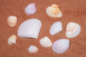 Cockleshells on the sand.