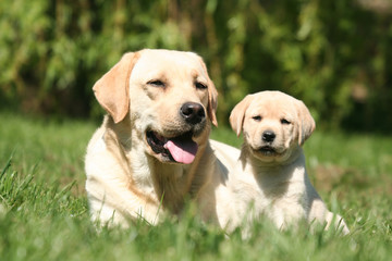 mère et chiot labrador retriever