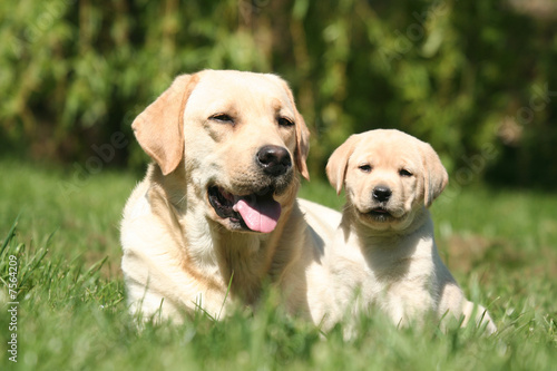 Mere Et Chiot Labrador Retriever Wall Mural Wallpaper Murals Dogs Mere Et Chiot Labrador Retriever Wall Mural Wallpaper Murals Dogs