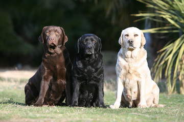 Trois couleurs chiens labrador retriever