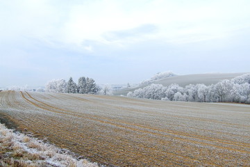 Feld im Raureif