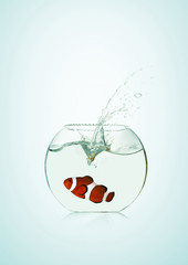 poisson clown dans son bocal