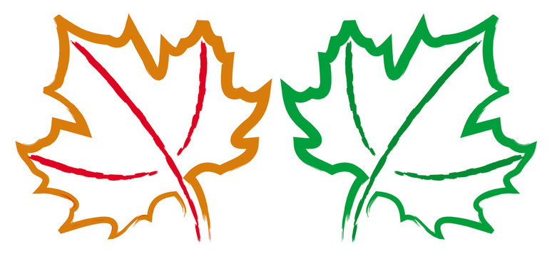 Maple leaf