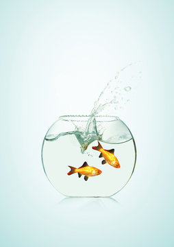 Poissons rouges dans un bocal