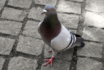 Taube © refresh(PIX)