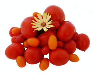 Tomates Printannières