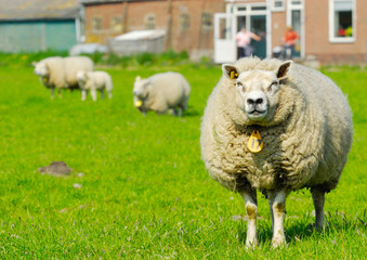 sheep in spring