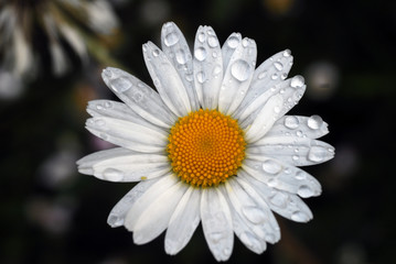 paquerette