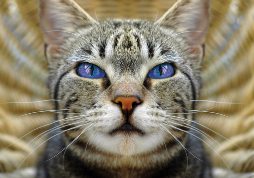 grey cat with blue eyes 