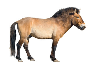 Obraz premium Przewalski wild horse cutout