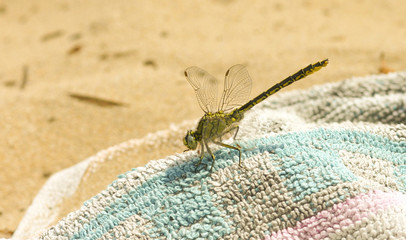 Fototapeta na wymiar libellule sur serviette de plage