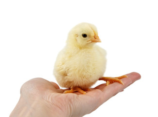 little yellow chick in a hand